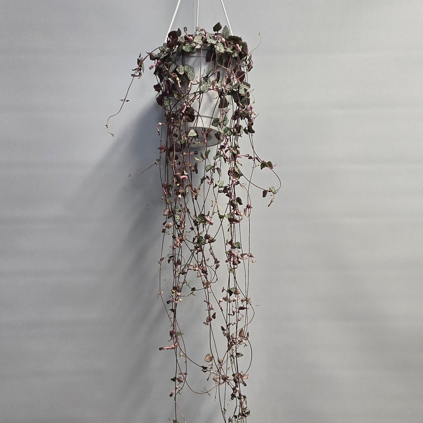 Hanging - String of Hearts - Ceropegia
