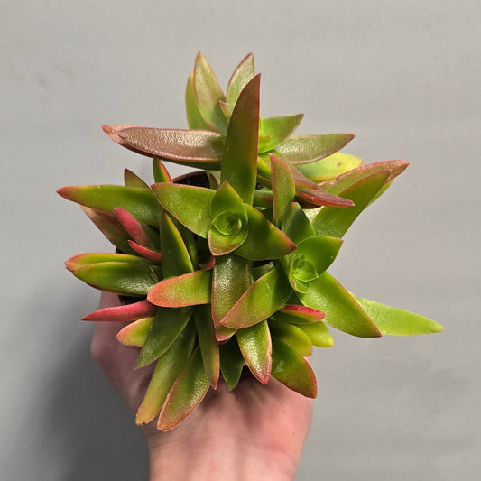Crassula Capitella Campfire