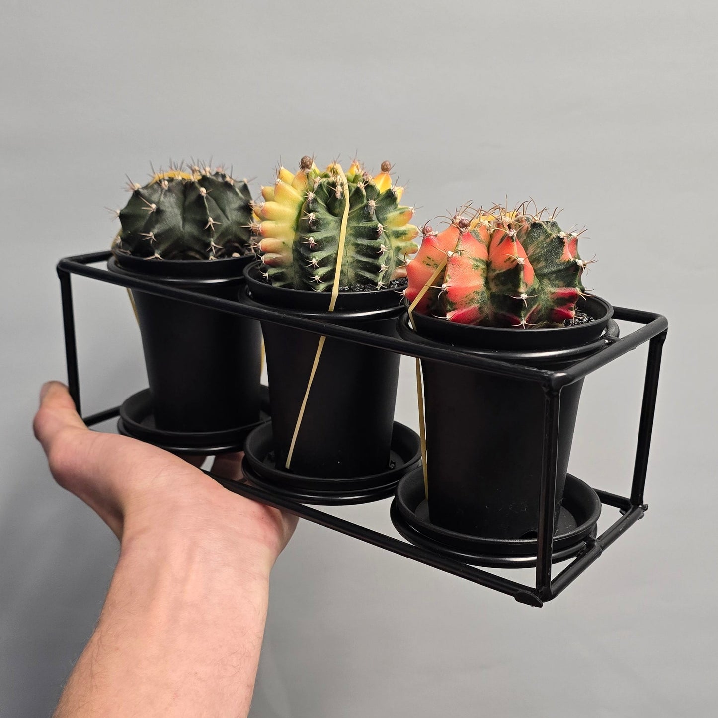 Gymnocalycum Mihanovichii Variegated Set of 3