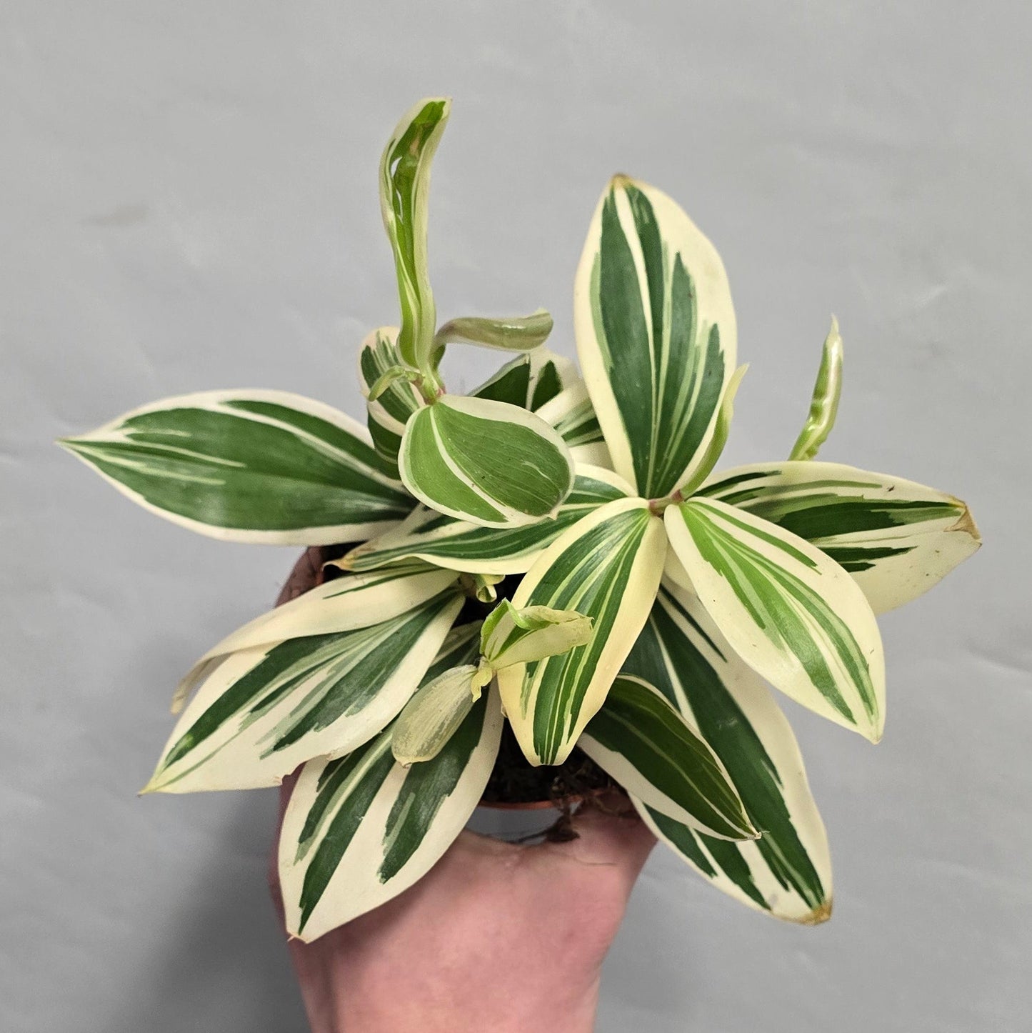 Costus Arabicus Variegated