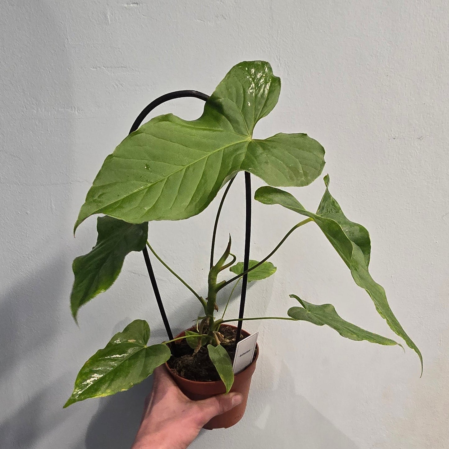 Anthurium - Angel Wings