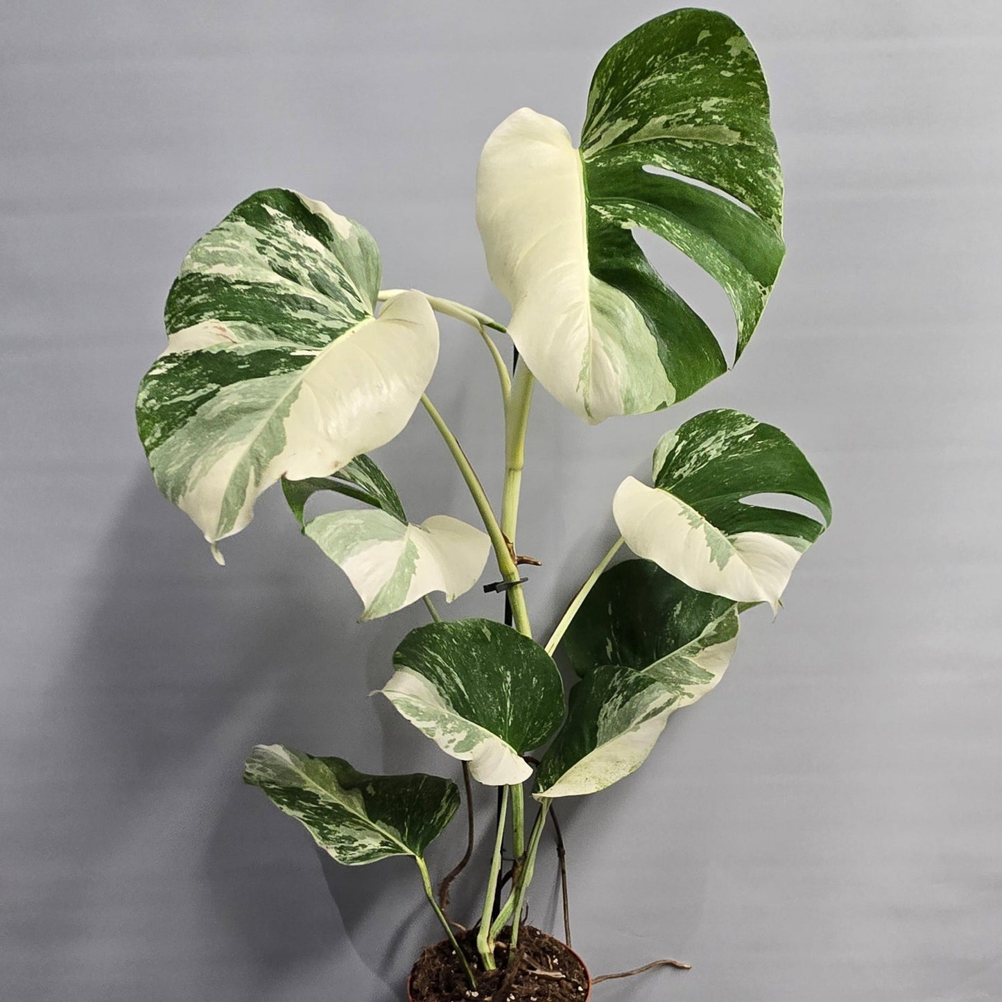 Monstera Albo Variegated