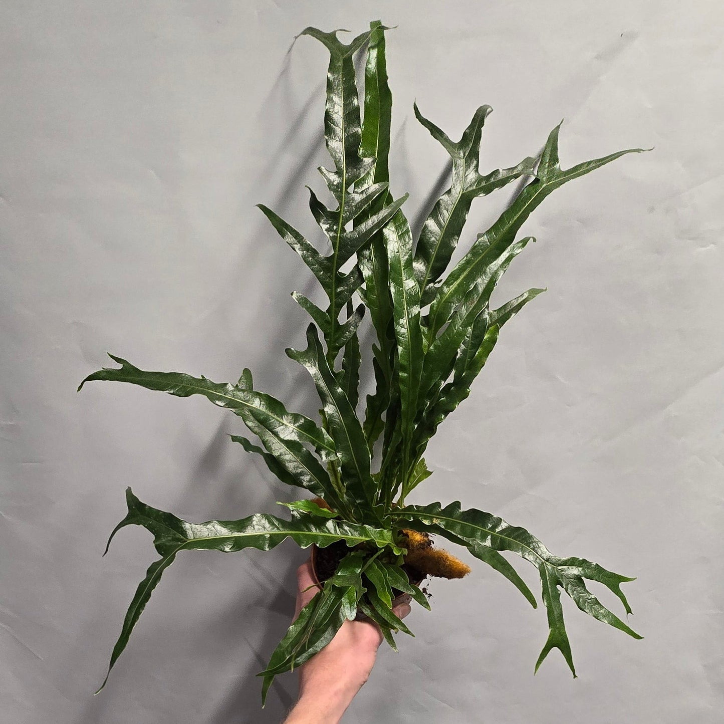 Snake Leaf Fern - Aglaomorpha Coronans