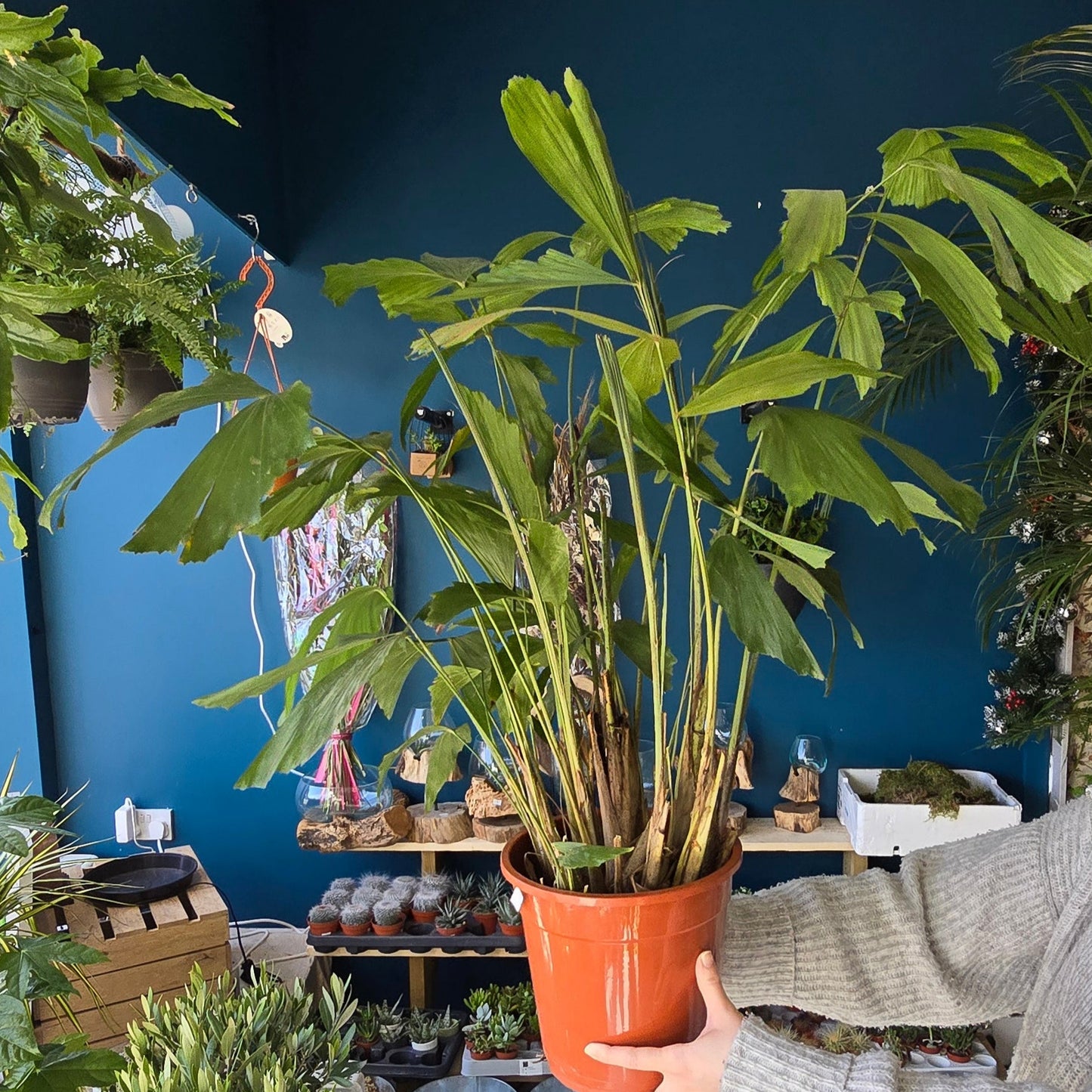 Caryota - Fish Tail Palm 90cm