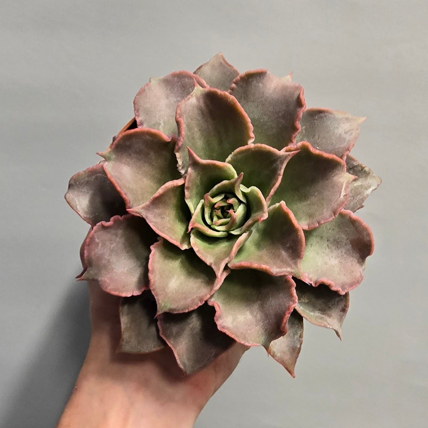 Echeveria - Madiba