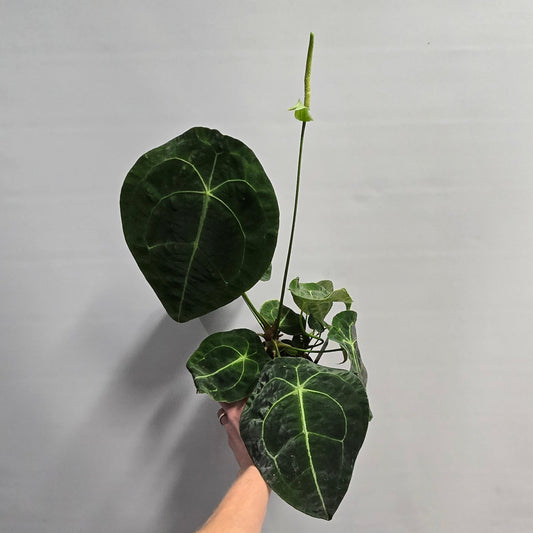 Anthurium Forgetii X Nigrolaminum "Gigi" – Hybrid
