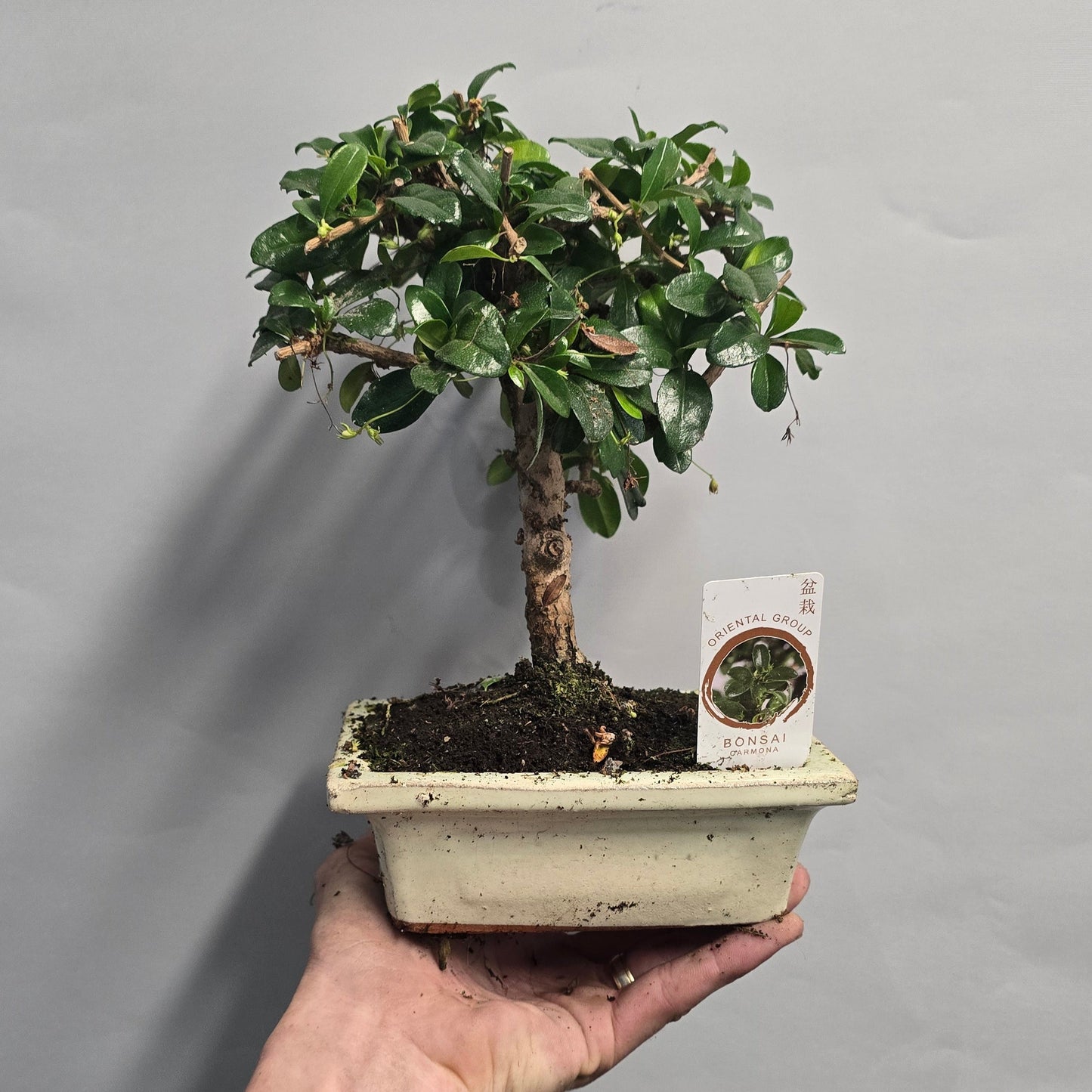 Bonsai Trees