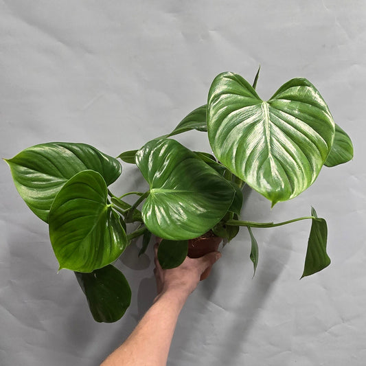 Philodendron Pittieri