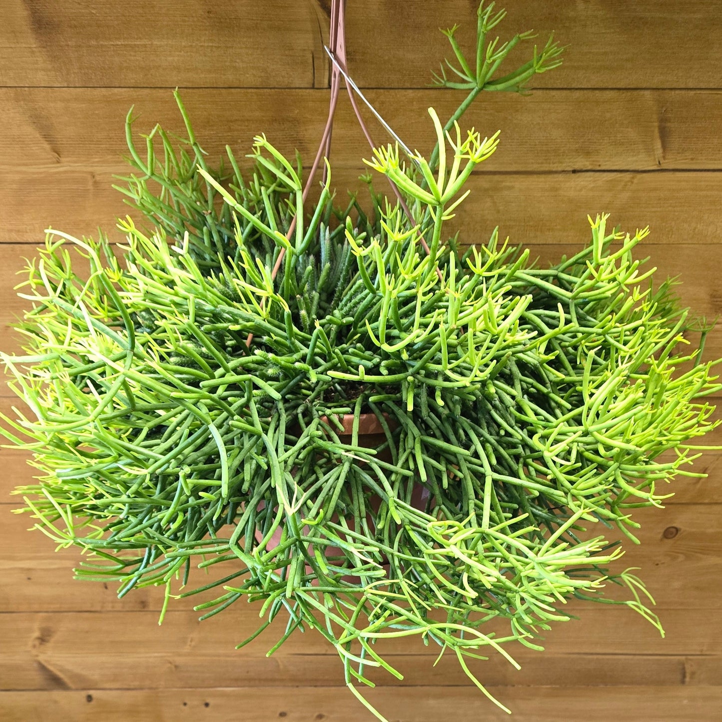Hanging Rhipsalis - Heteroclada