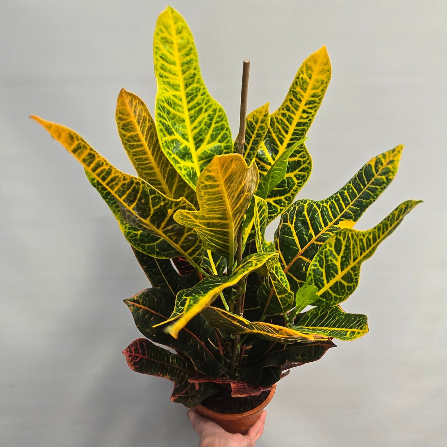 Codiaeum variegatum Excellent
