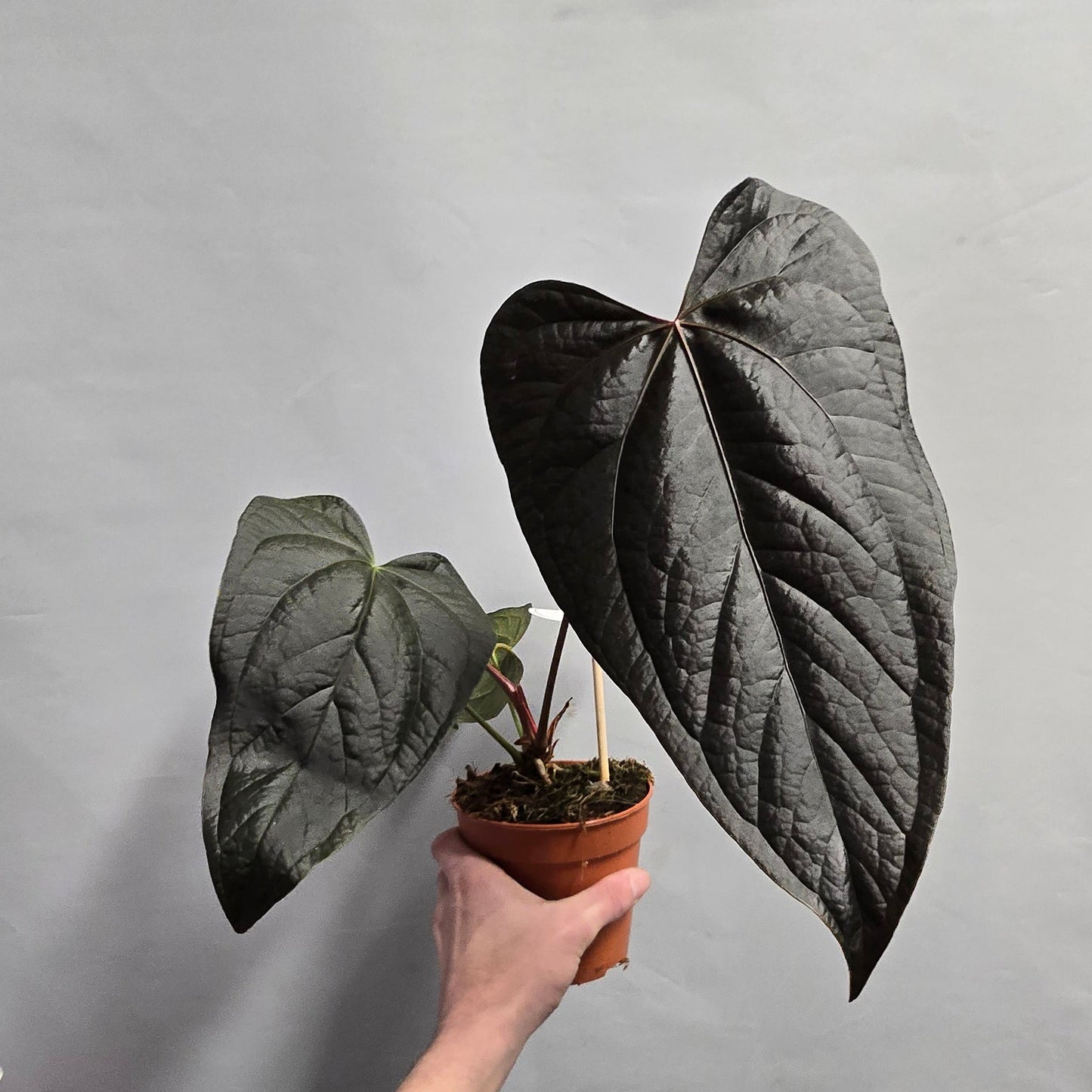 Anthurium Queen of Hearts