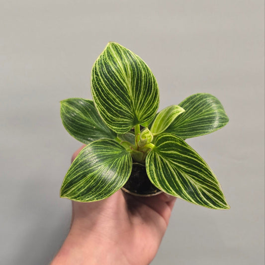 Mini - Philodendron Birkin White Vein