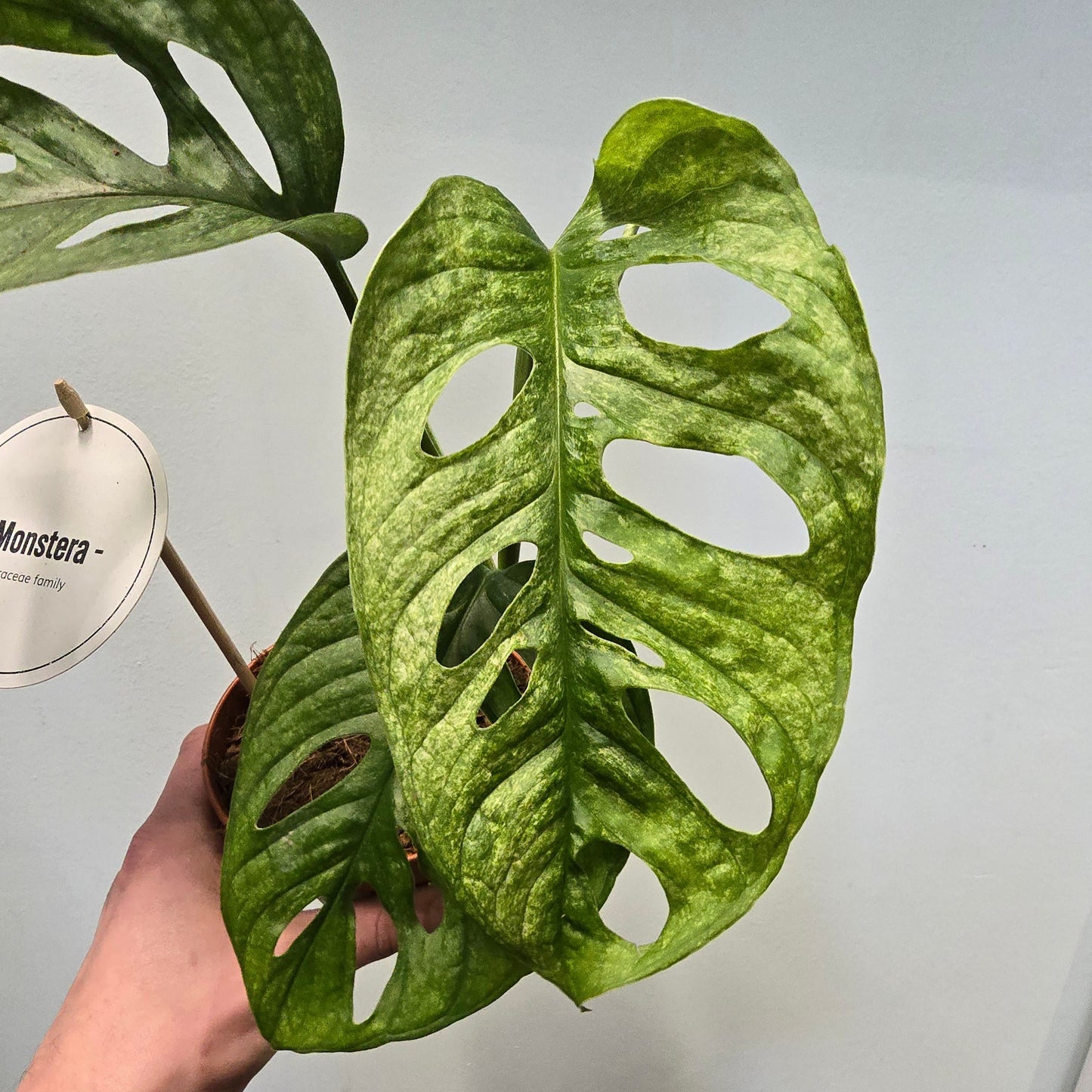 Monstera Monkey Mask Mint