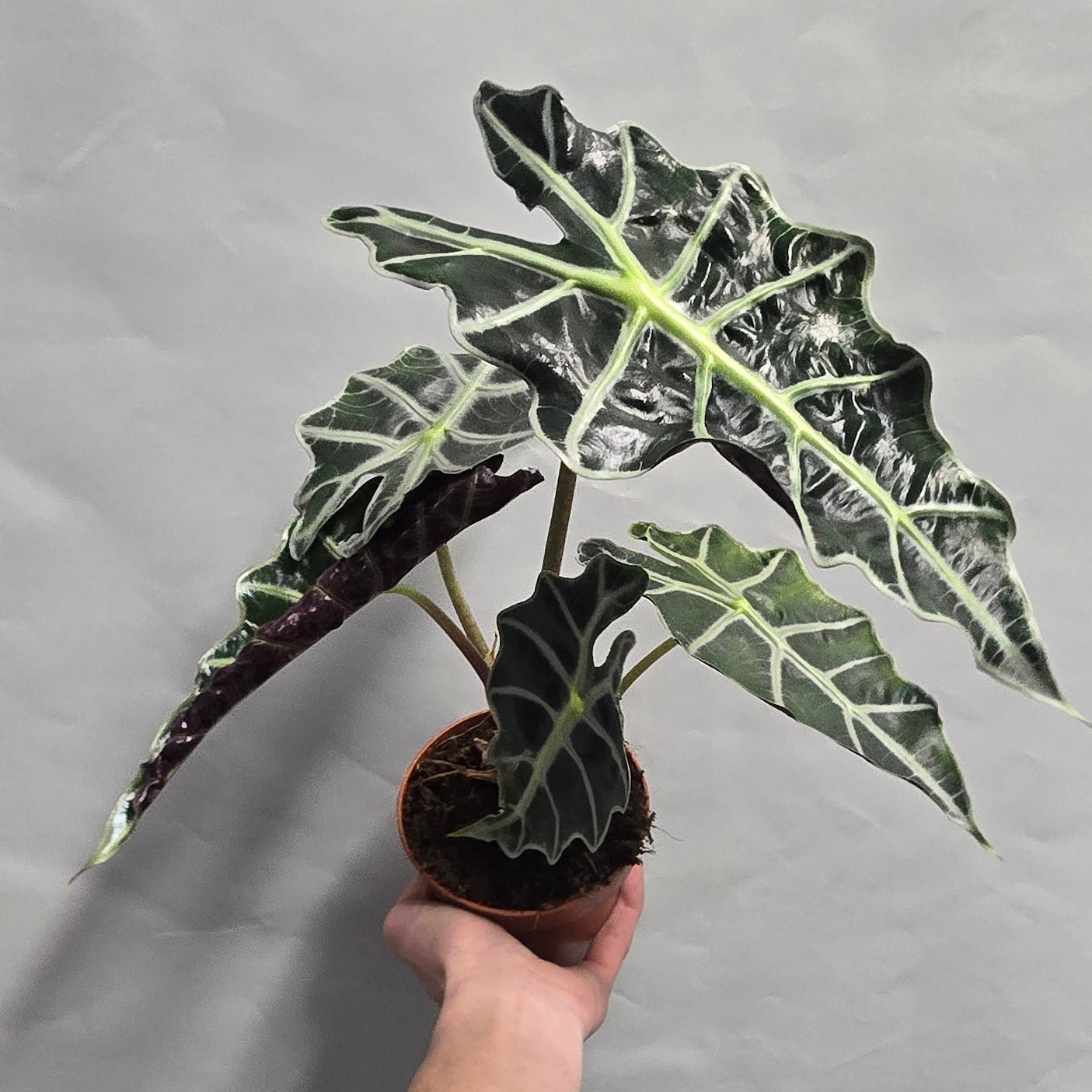 Alocasia Polly