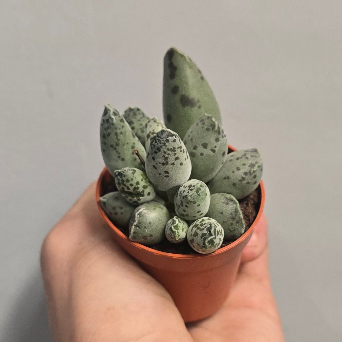 Mini - Adromischus 'Coffee Bean'