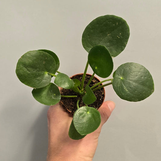 Mini - Chinese Money Plant