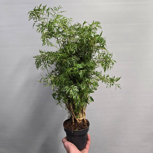 Polyscias Aralia - Mixed Varieties