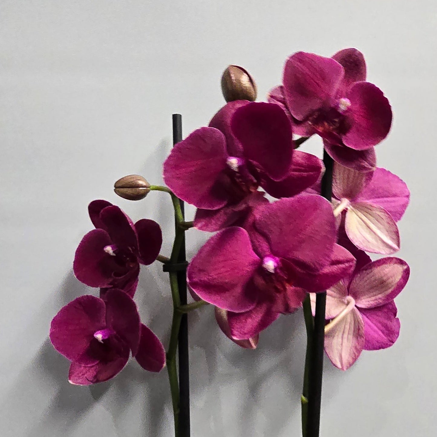 Phalaenopsis Promiss Orchids - Double Stems