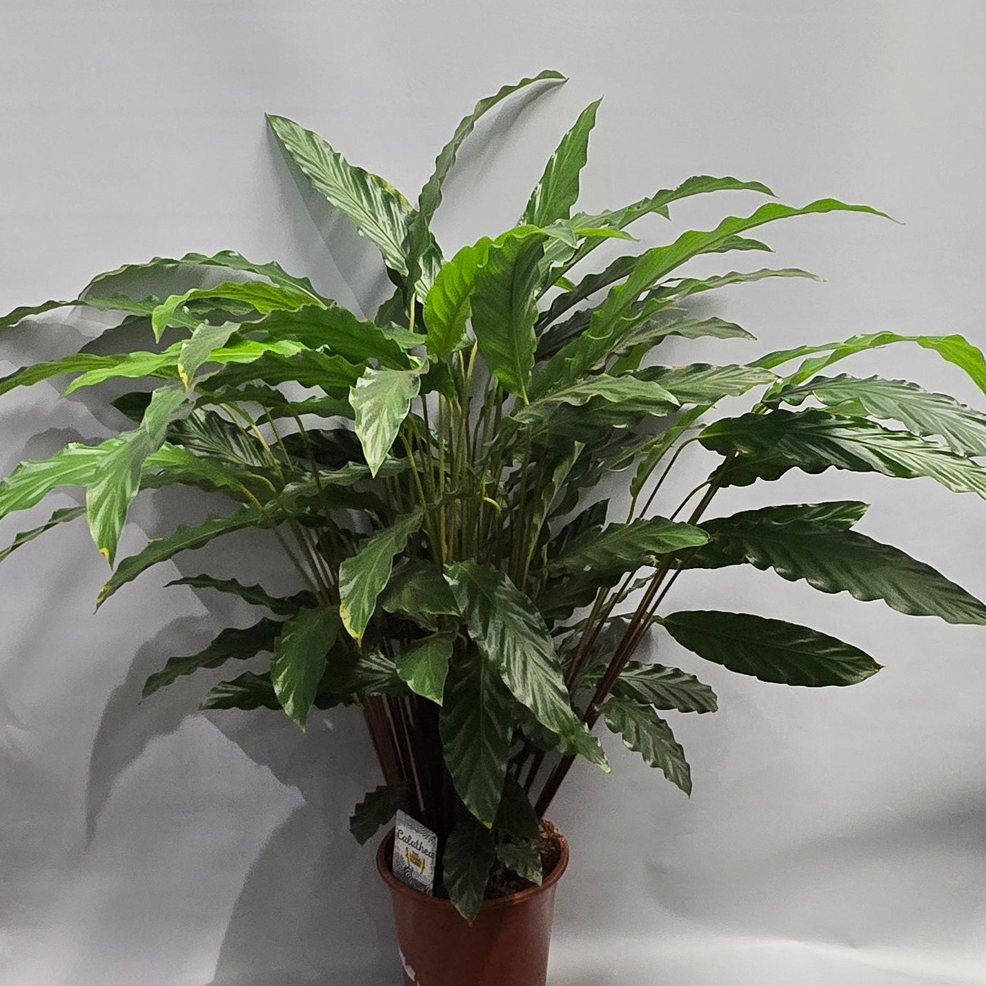 Large - Calathea Rufibarba Velvet