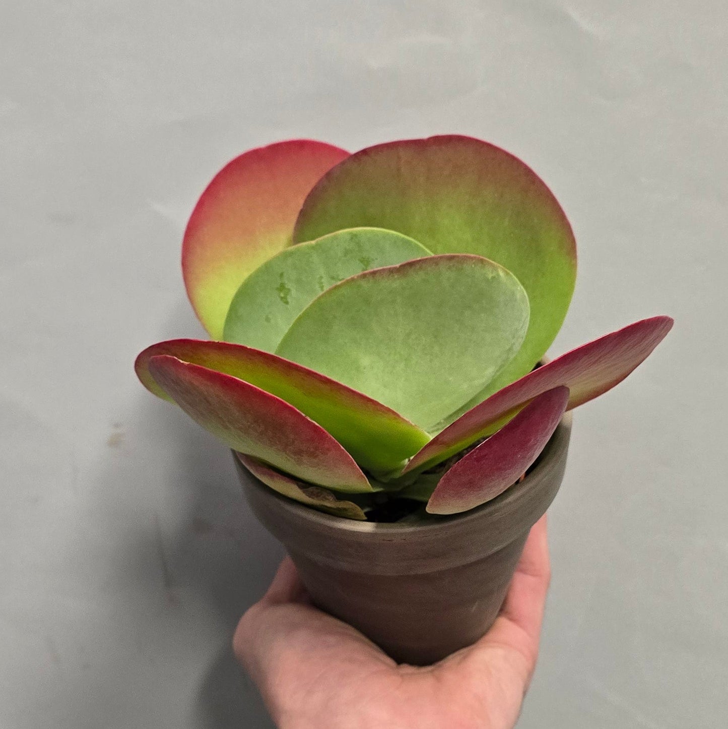 Kalanchoe thyrsiflora - Paddle Plant & Pot