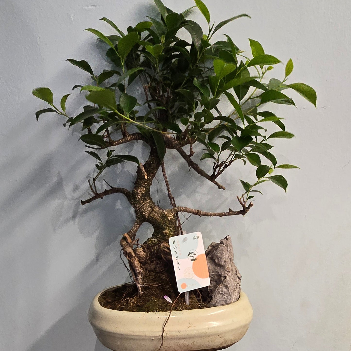 Bonsai Trees - Mixed
