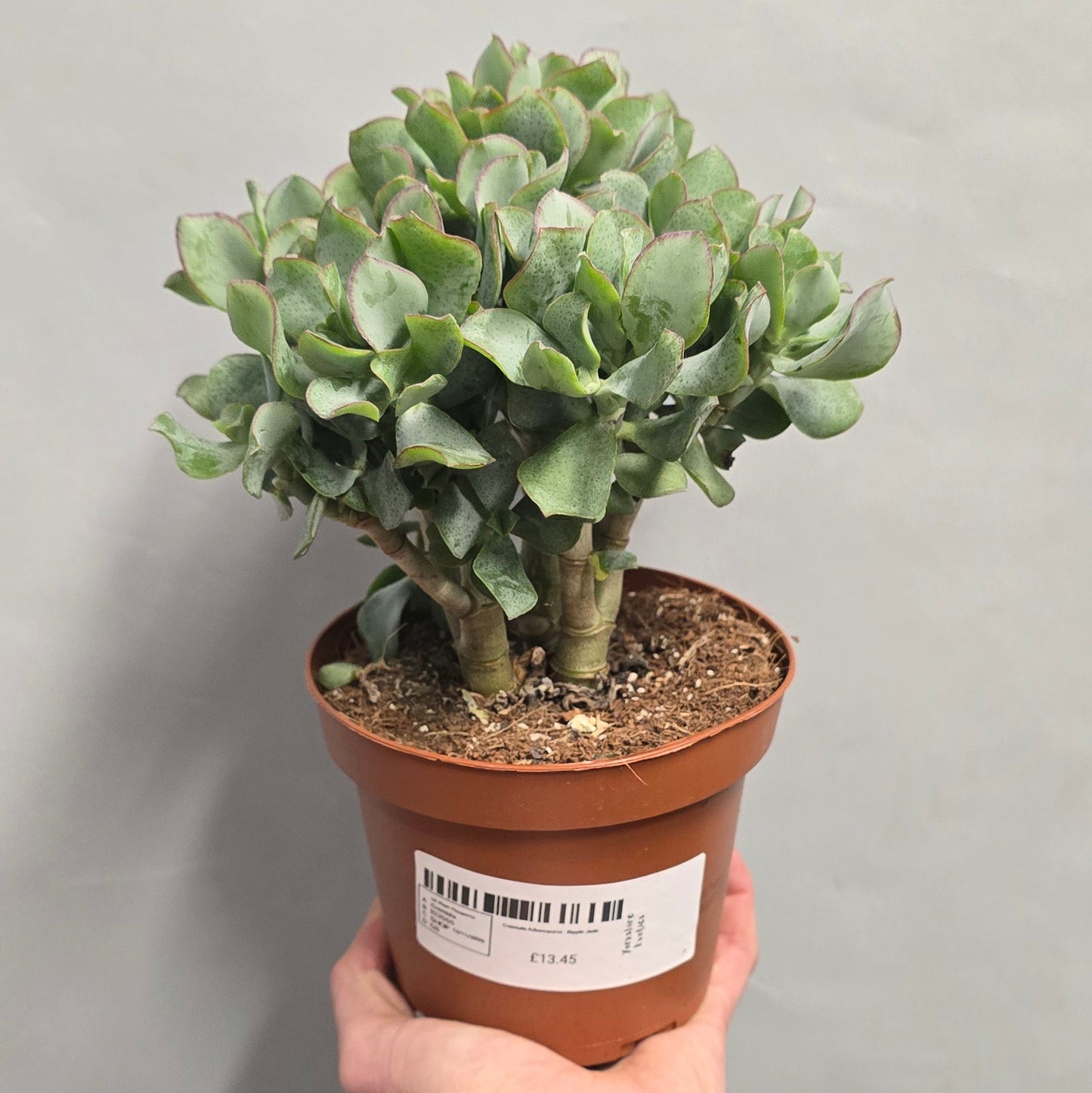 Crassula Arborescens - Ripple Jade