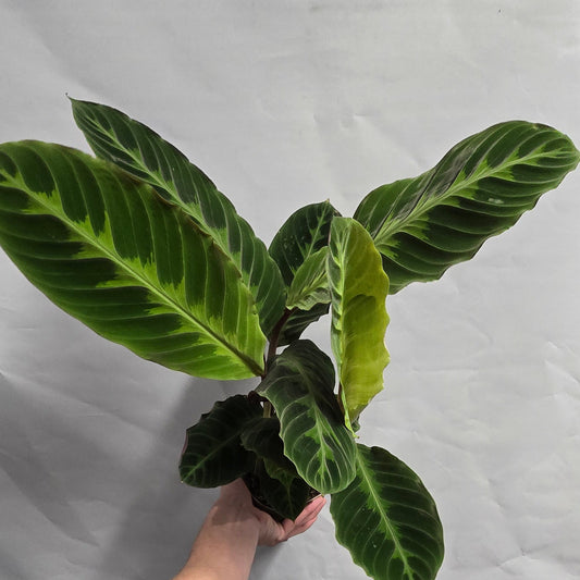 Calathea Warscewiczii (Offer)