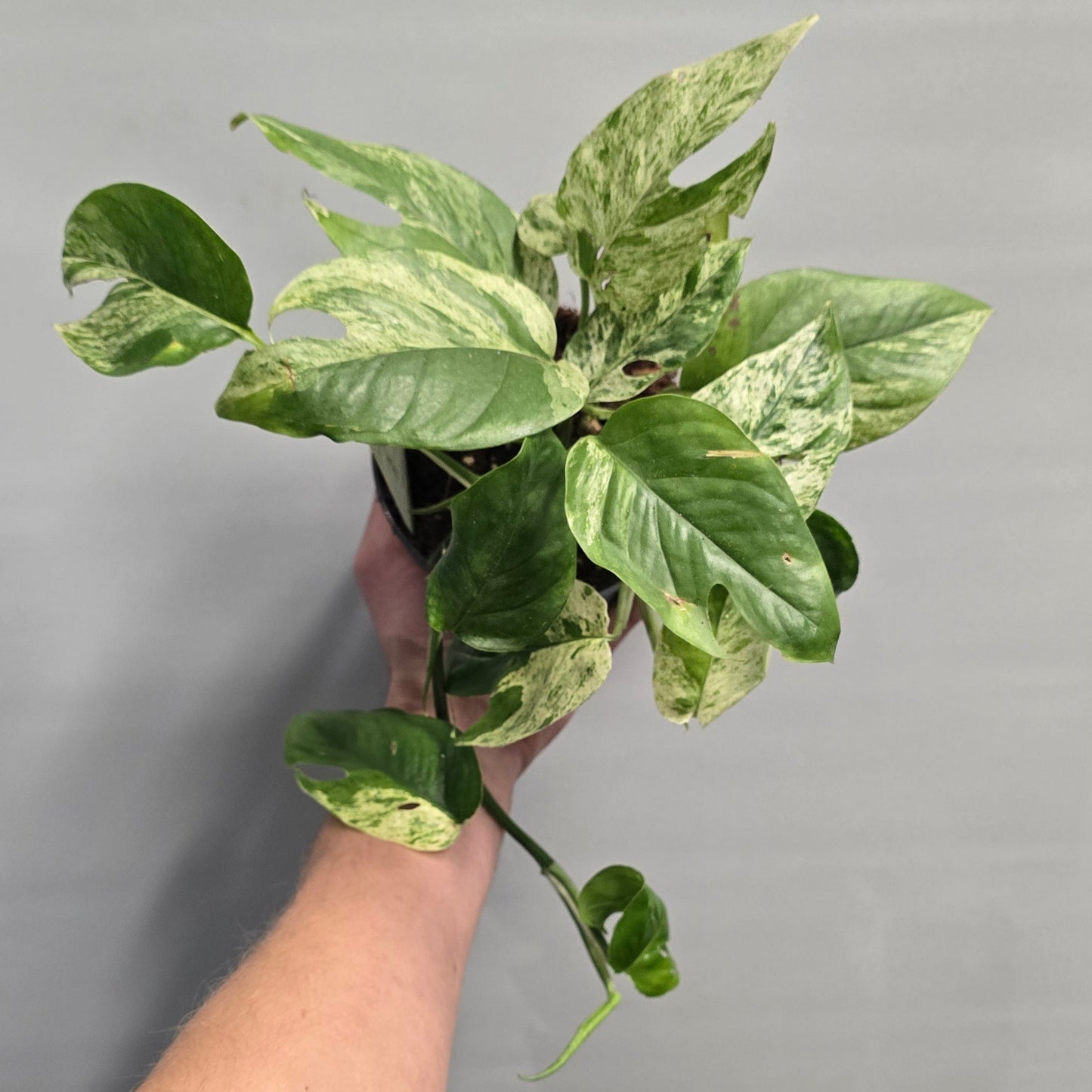 Epipremnum Pinnatum Marble King