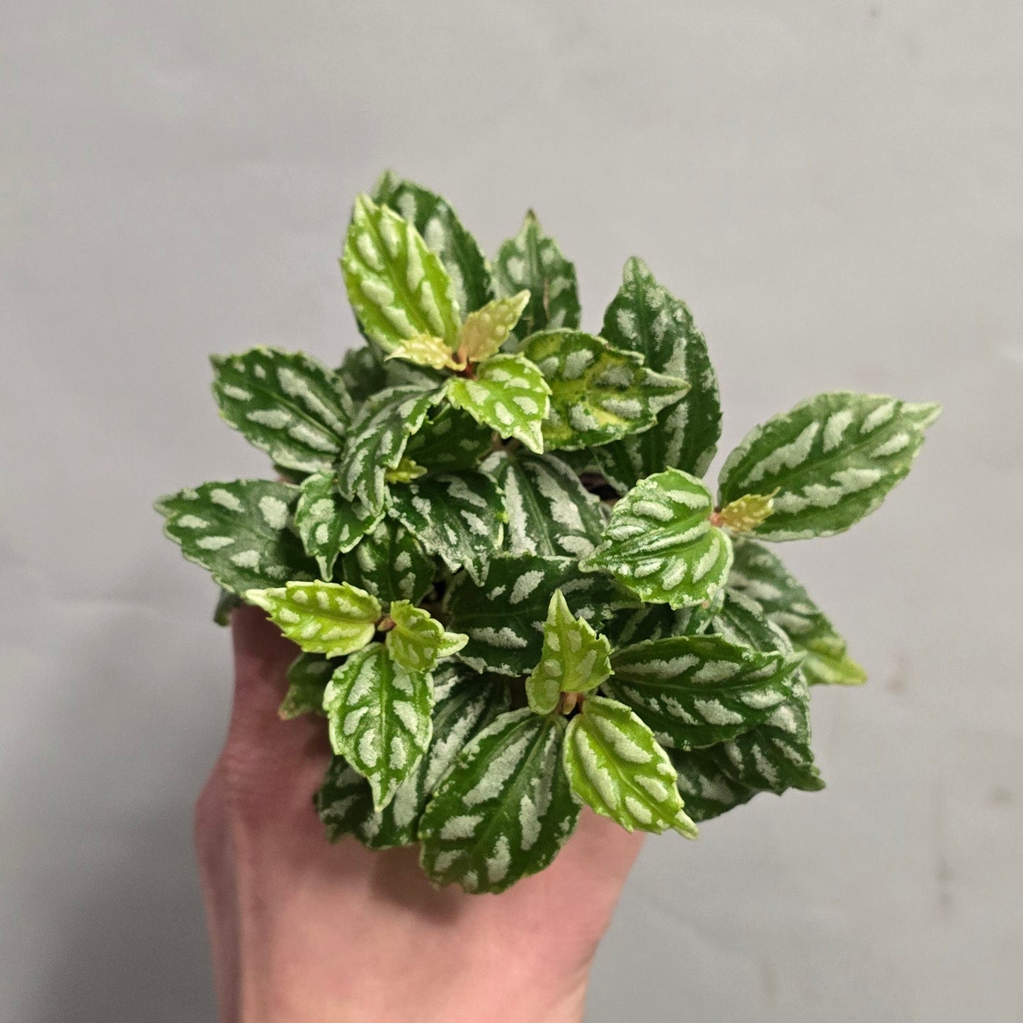 Mini - Pilea Cadierei