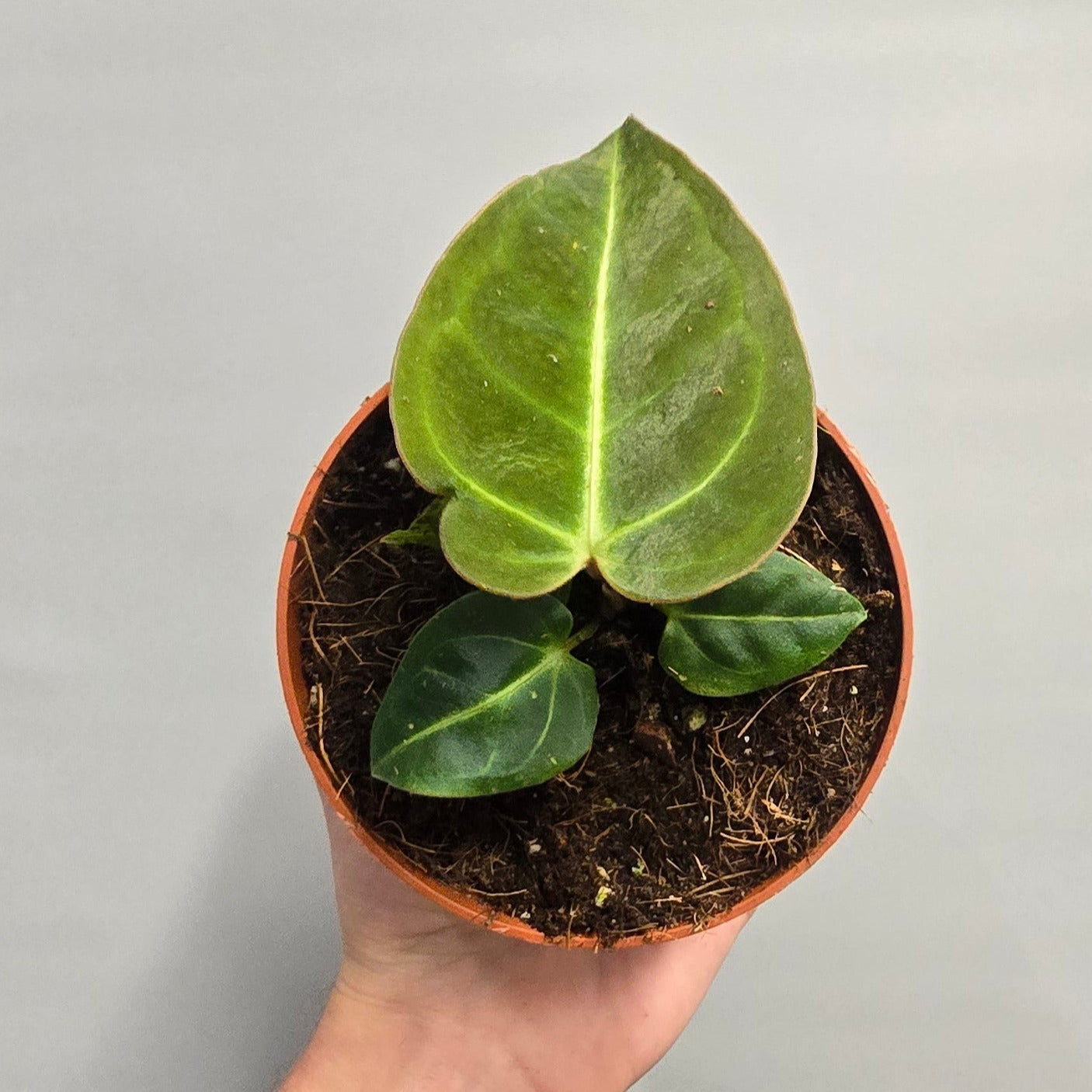 Anthurium Regale