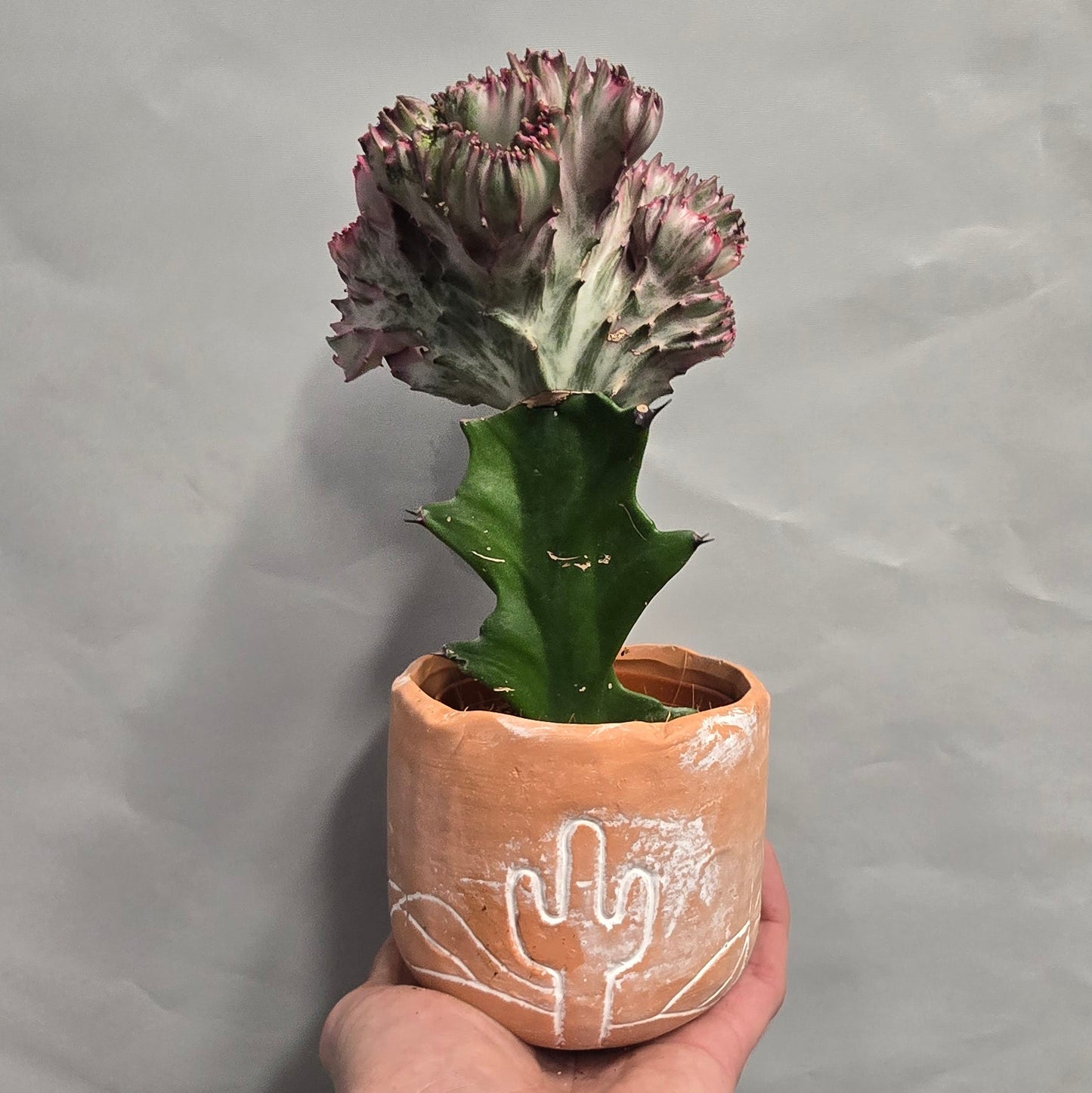 Euphorbia Lactea Cristata & Pot