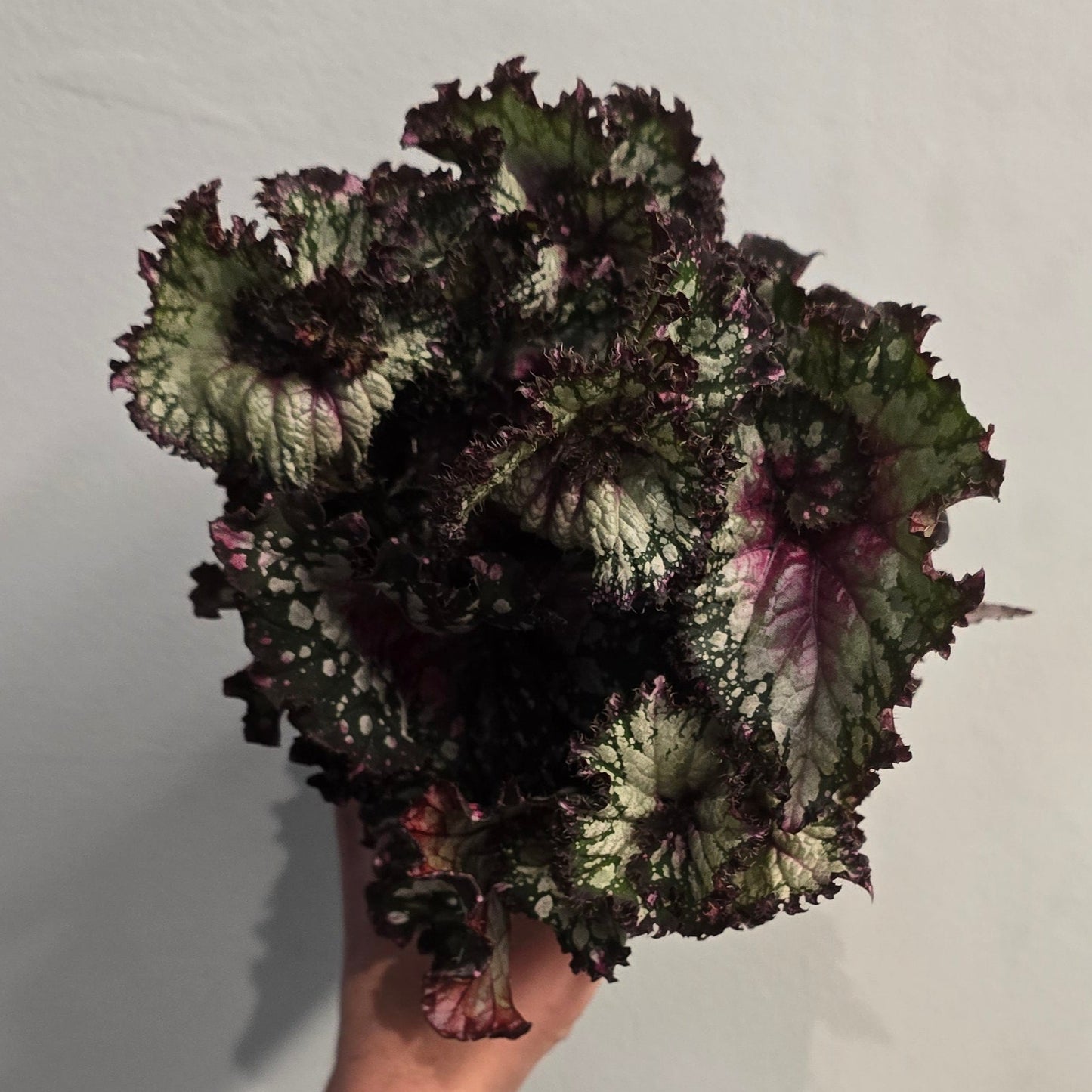 Begonia - "rex" - Mixed Varieties