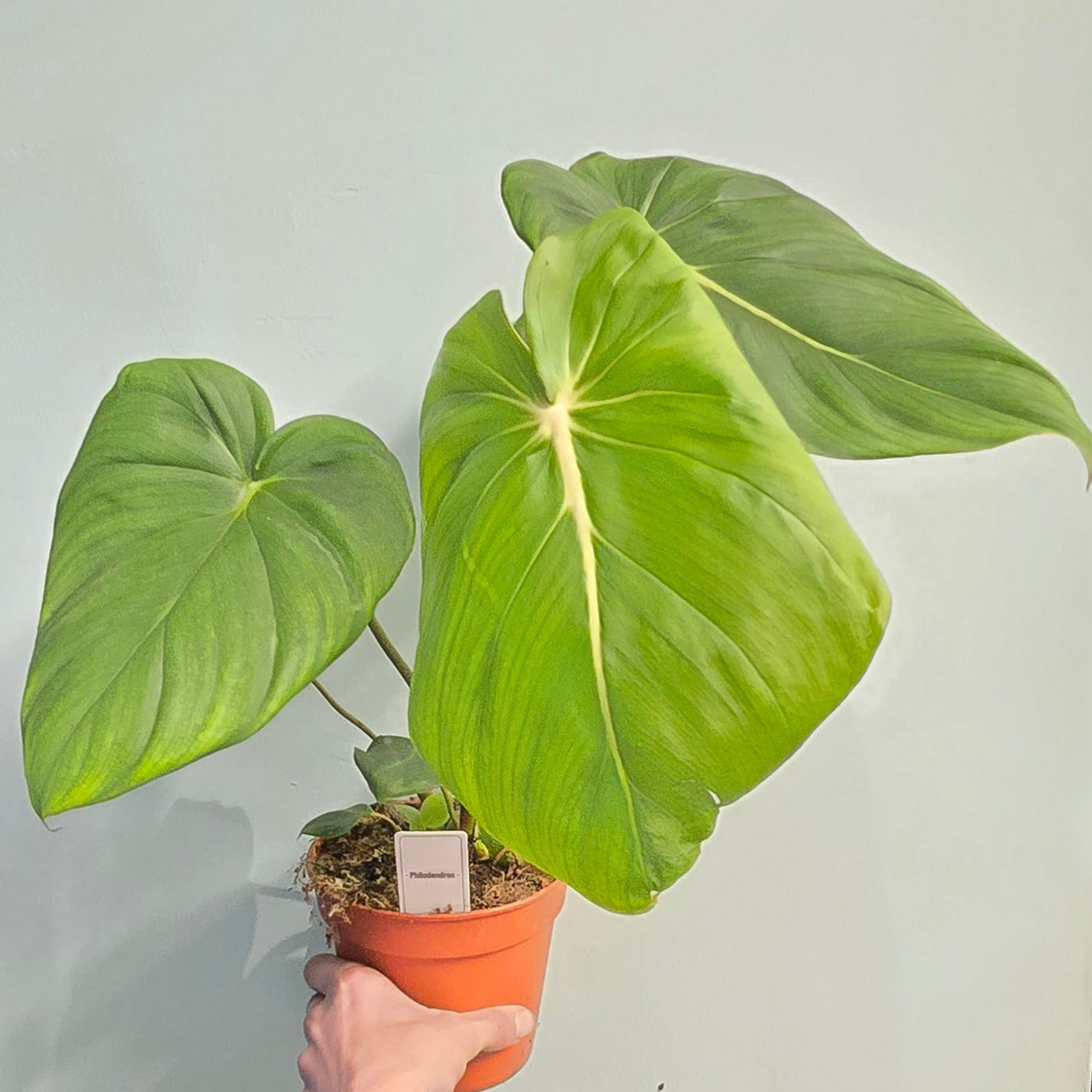 Rare Philodendron Mcdowell
