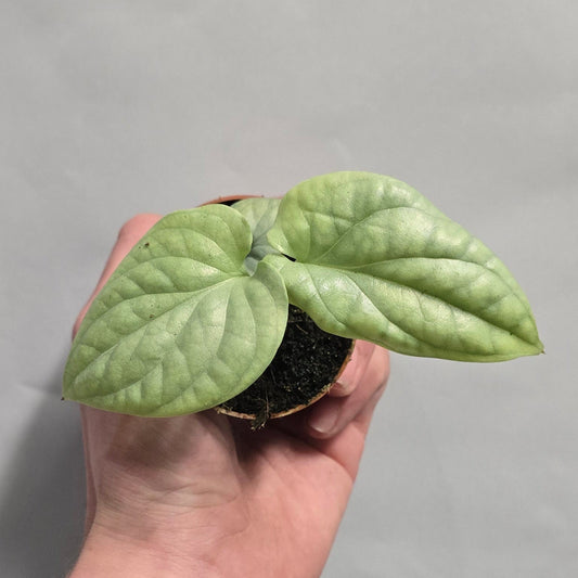 Mini - Monstera Amydrium Medium Silver