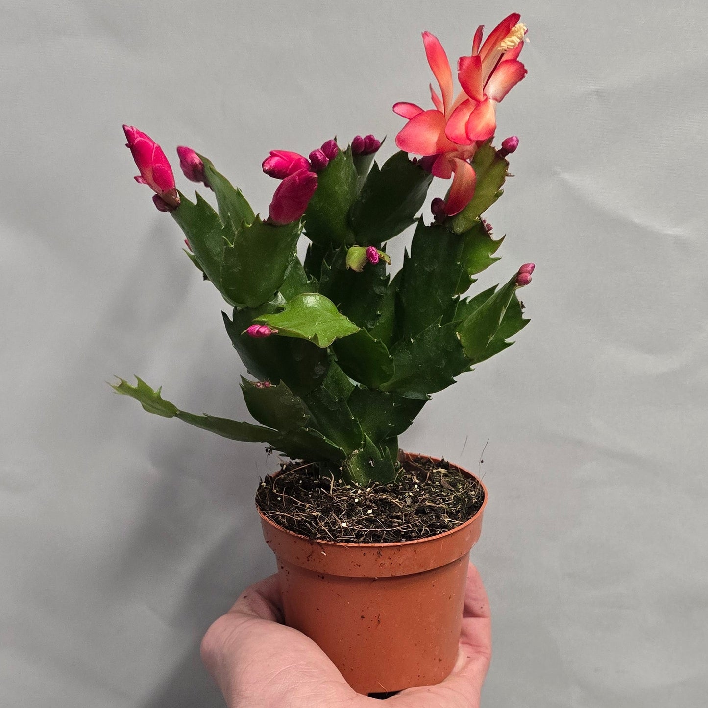 Chirtsmas Cactus Schlumbergera - Mixed