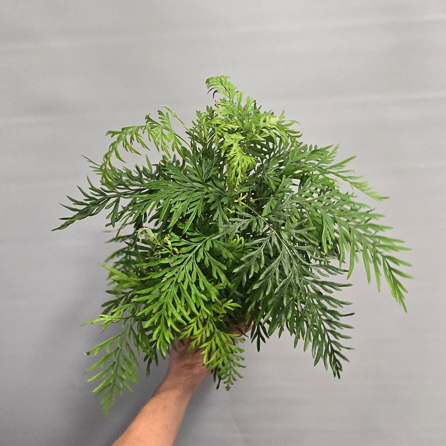Asparagus Fox Tail Fern