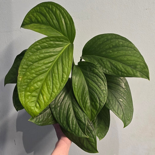 Monstera Karstenianum Peru (Offer)