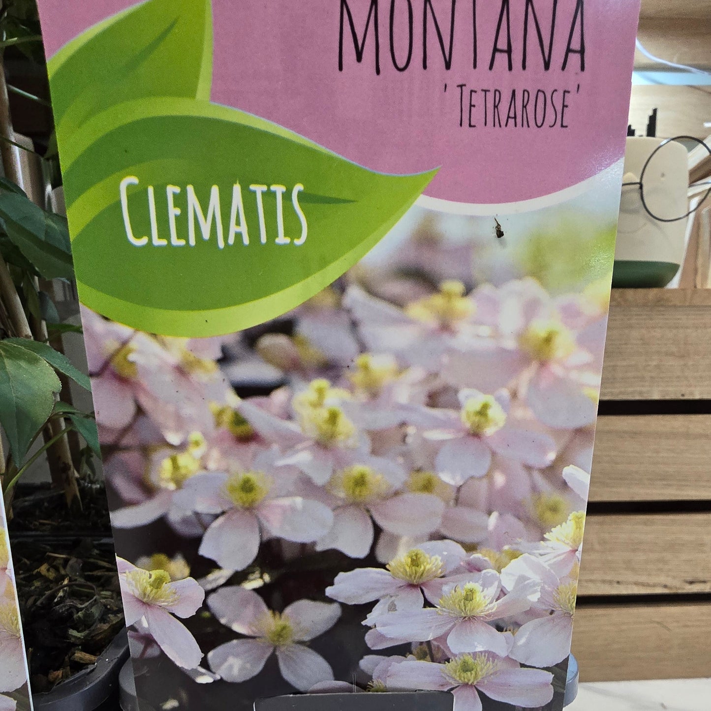 Clematis - Mixed Varieties