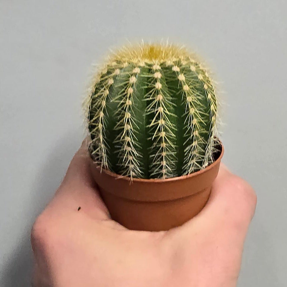 Mini Ball Cactus - Mixed