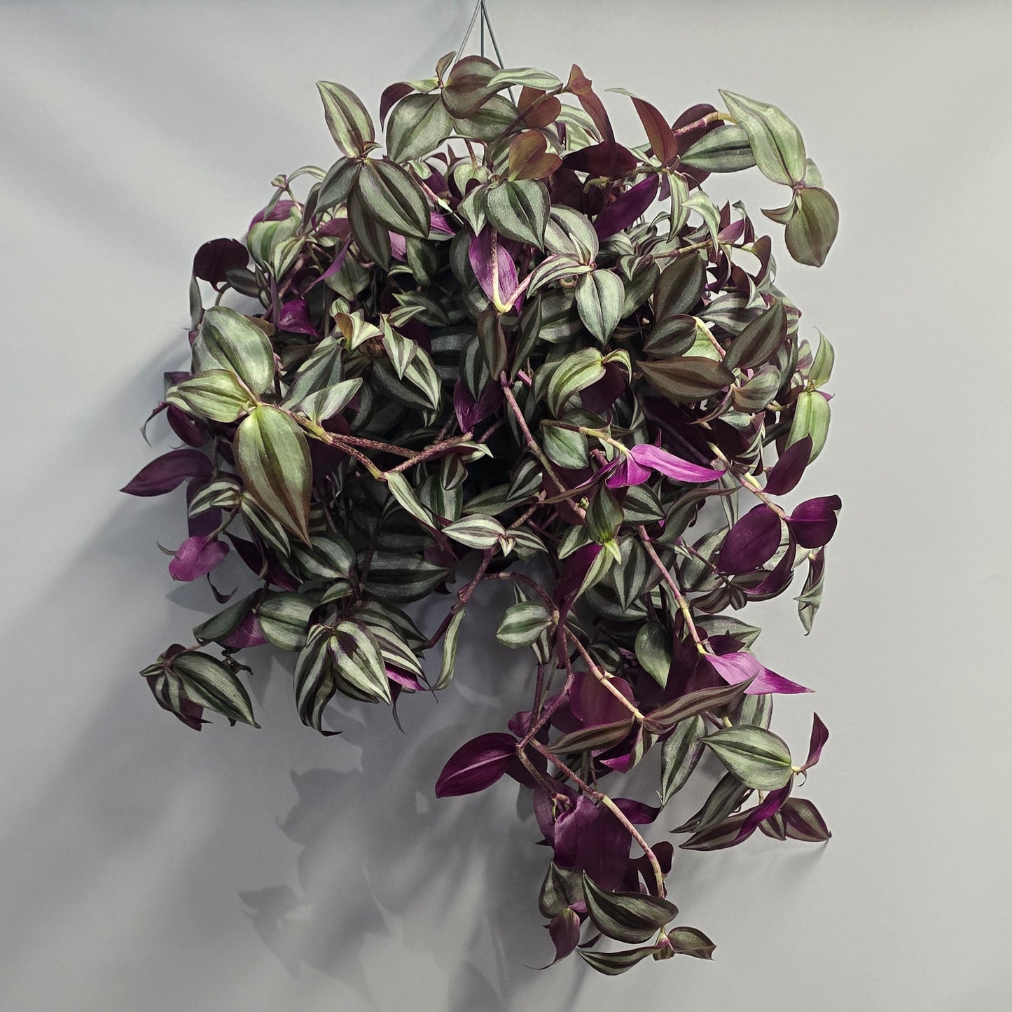Large Hanging - Tradescantia Purple Jewel