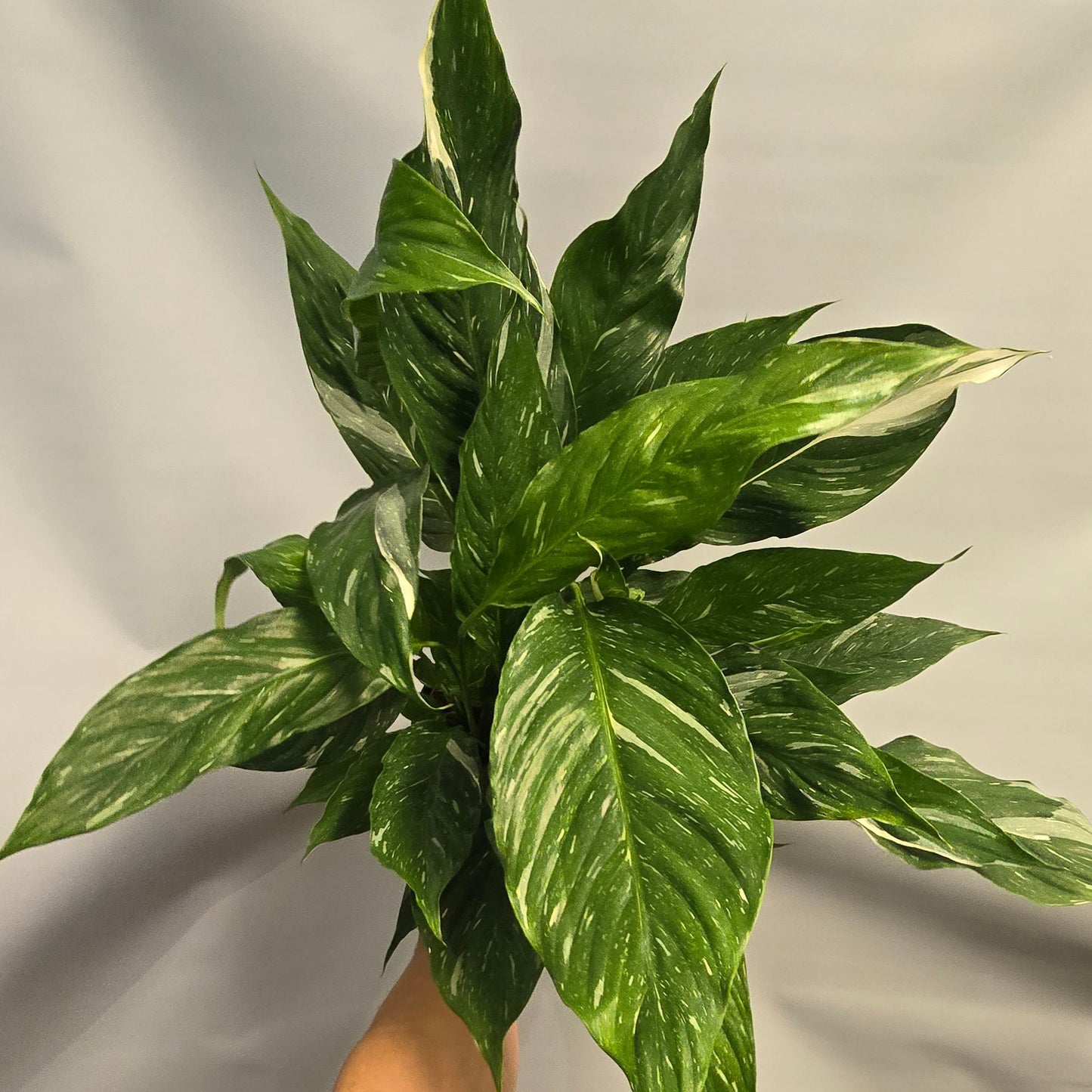 Variegated Peace Lilly - Spathiphyllum