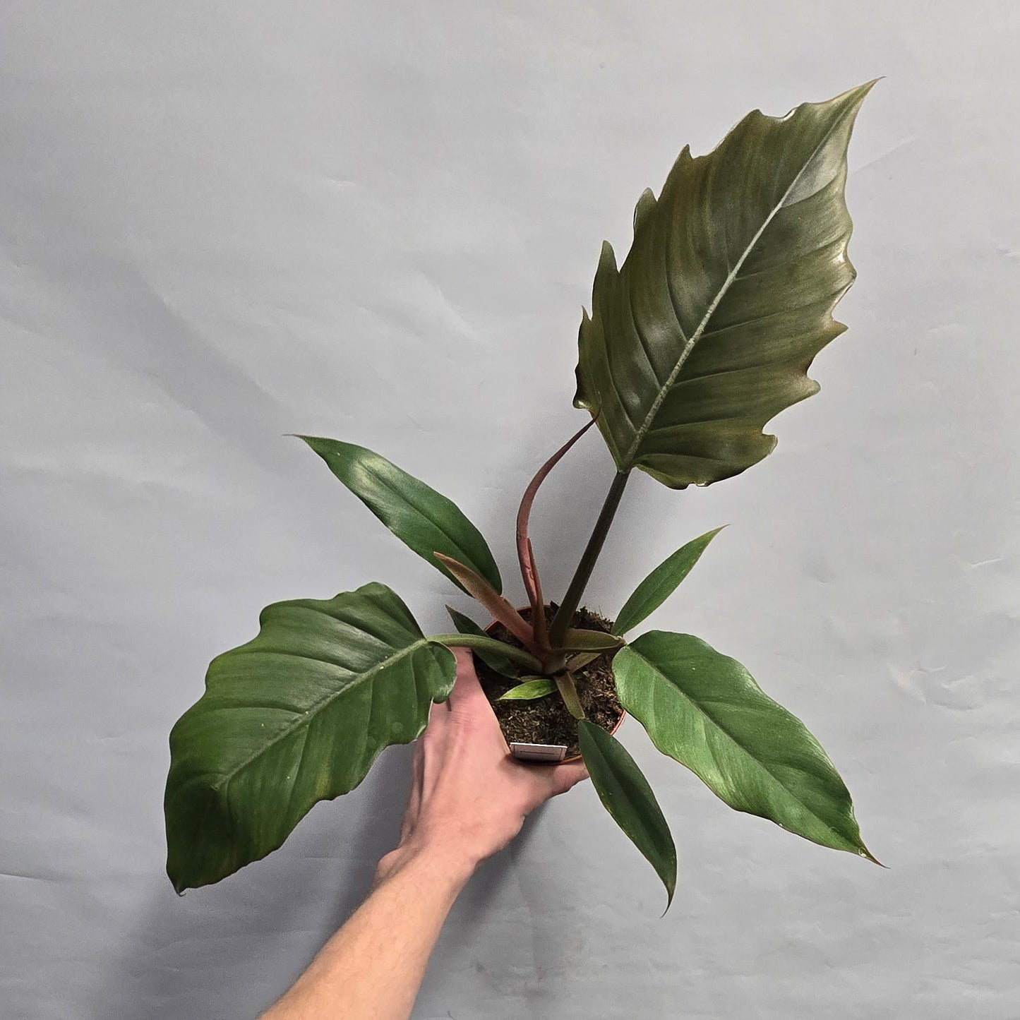 Philodendron Choco Empress