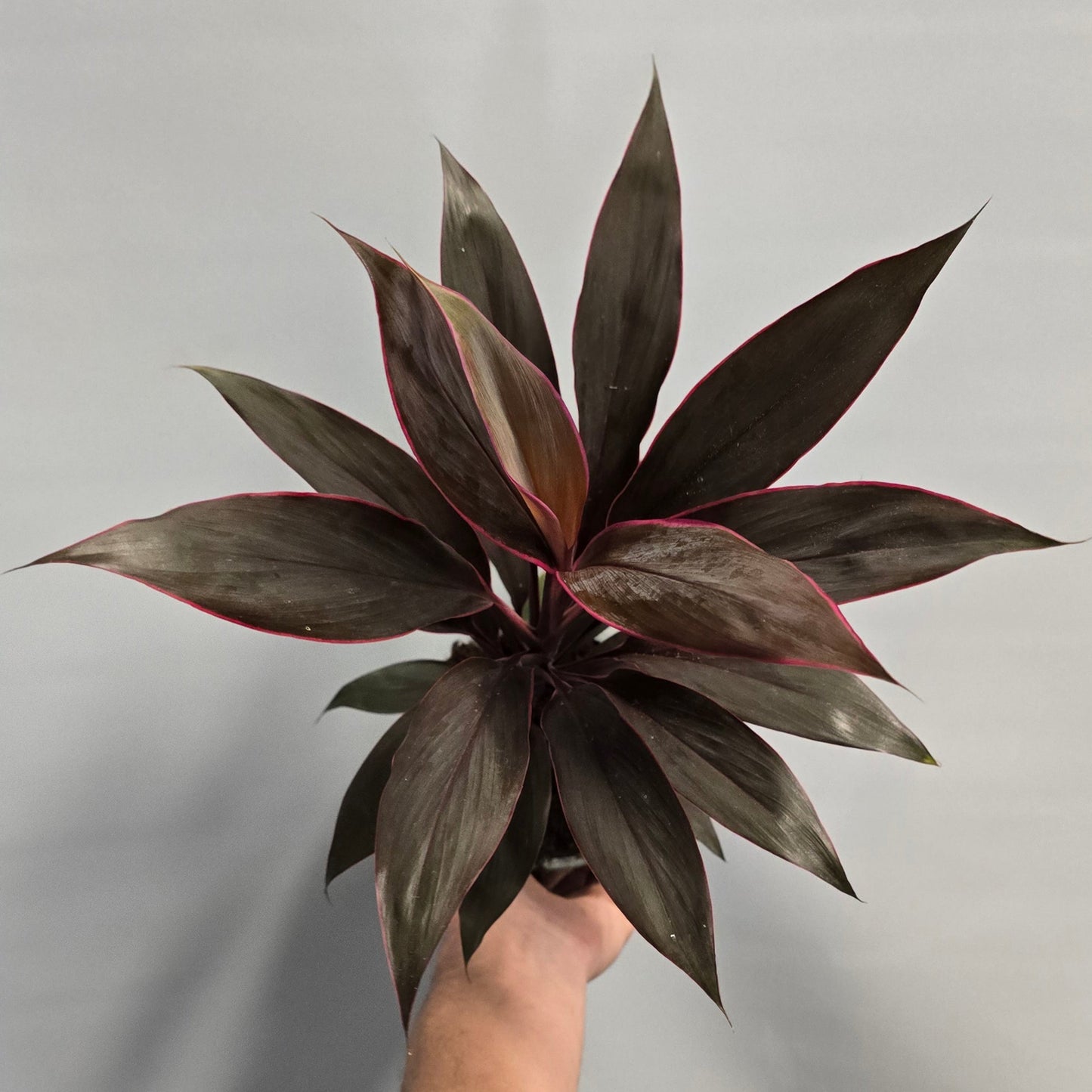 Cordyline fruticosa Pink Tango