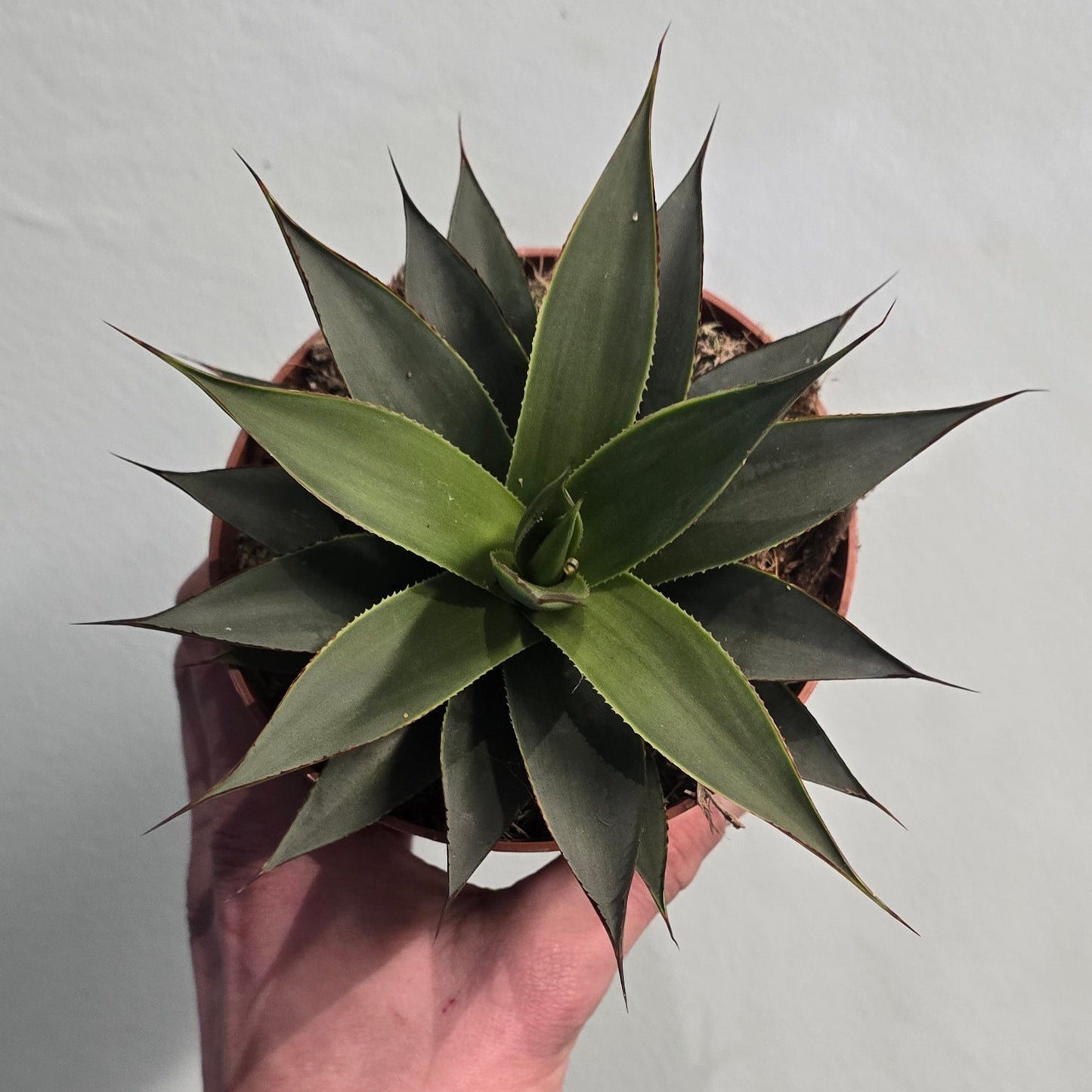 Agave Parry