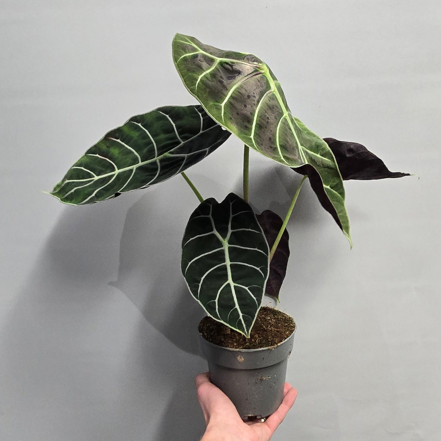 Alocasia Watsoniana
