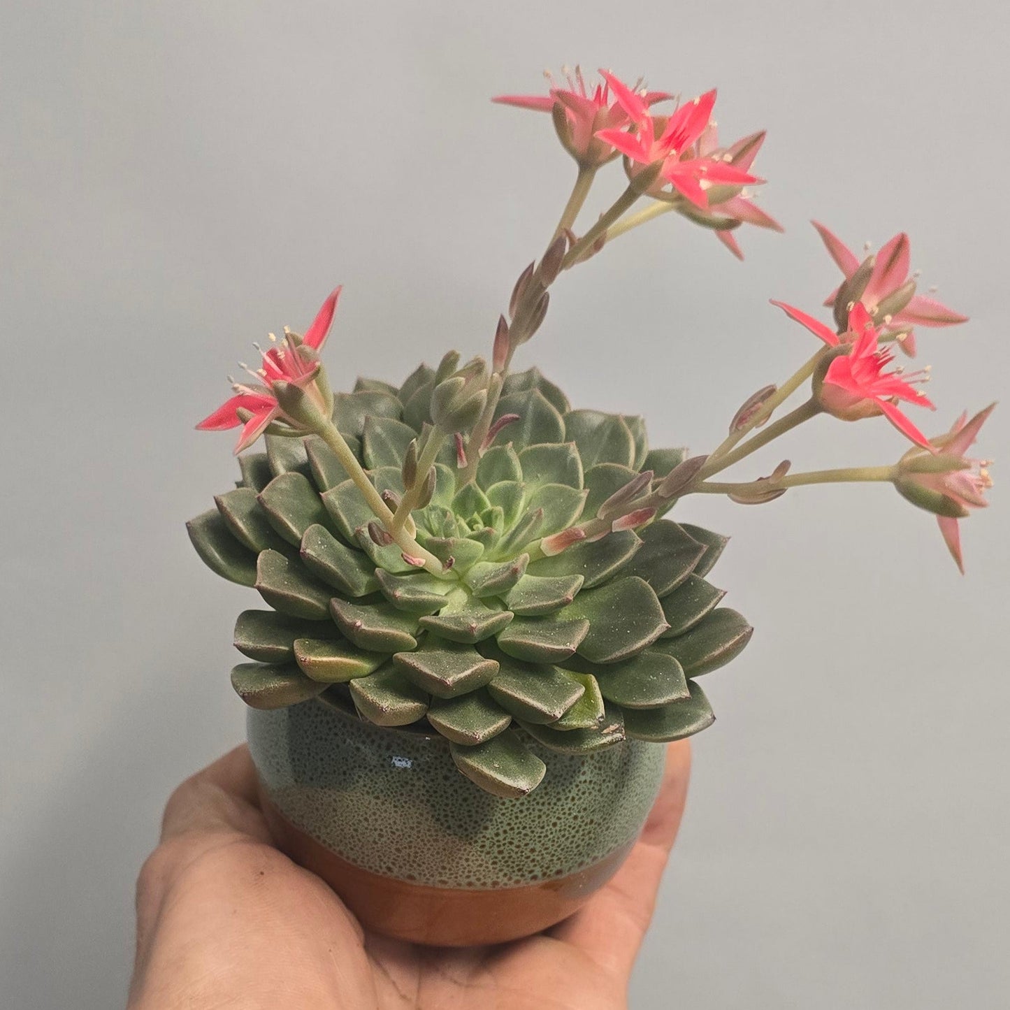Graptopetalum Tacitus - Pink Flower & Pot