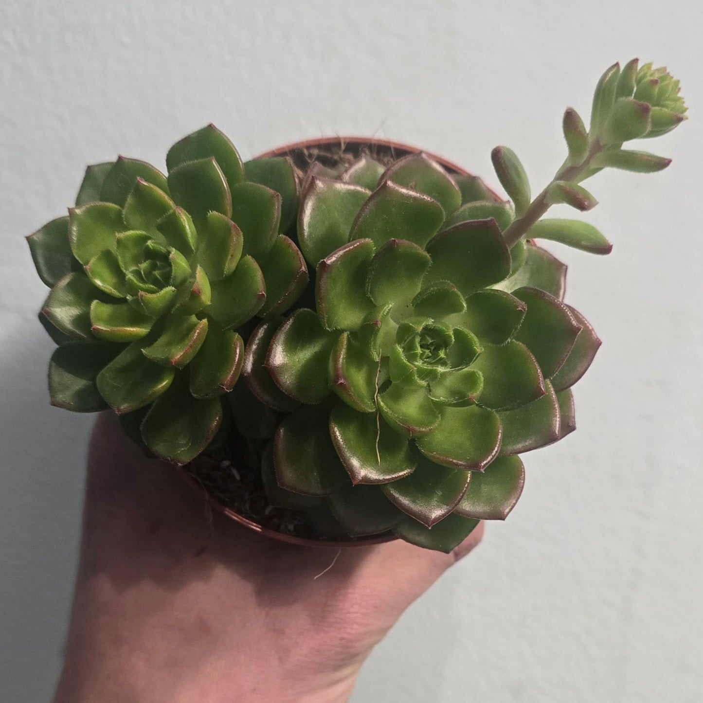 Small Sedum - Mixed