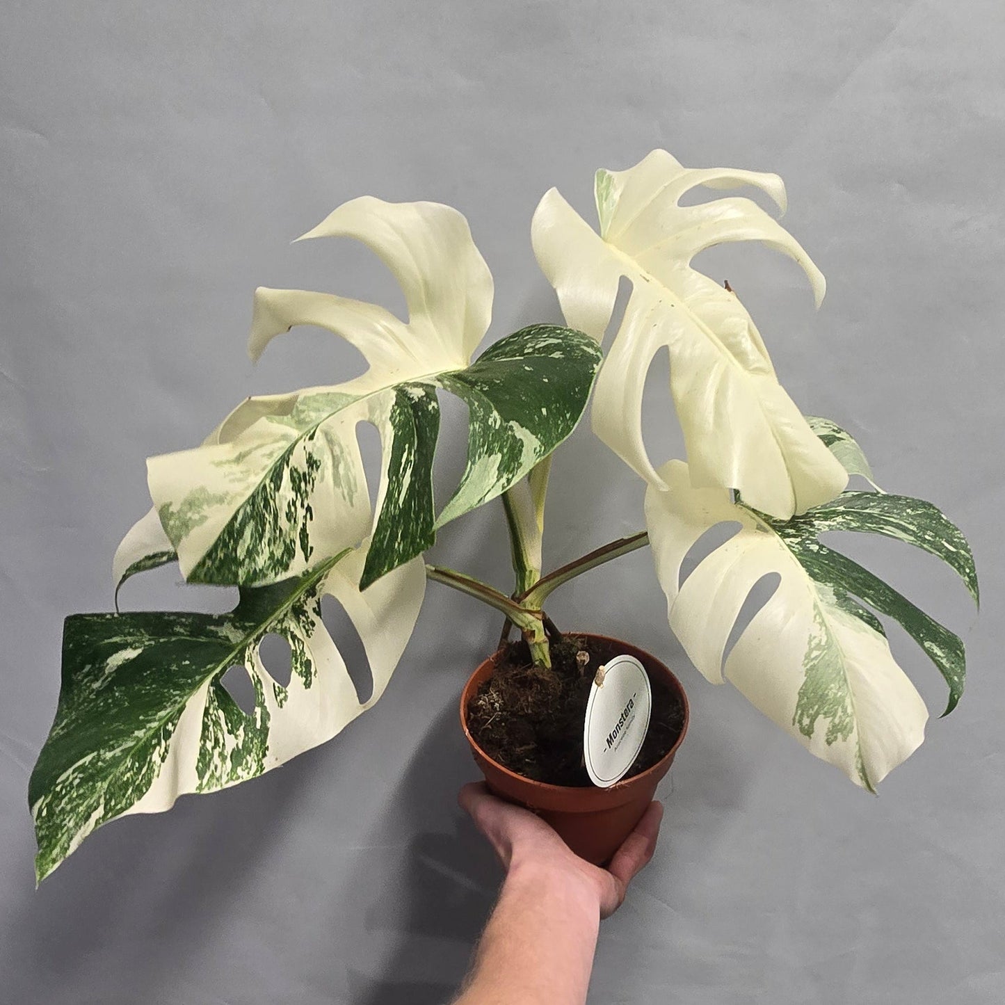 Monstera Albo Variegata - Super White