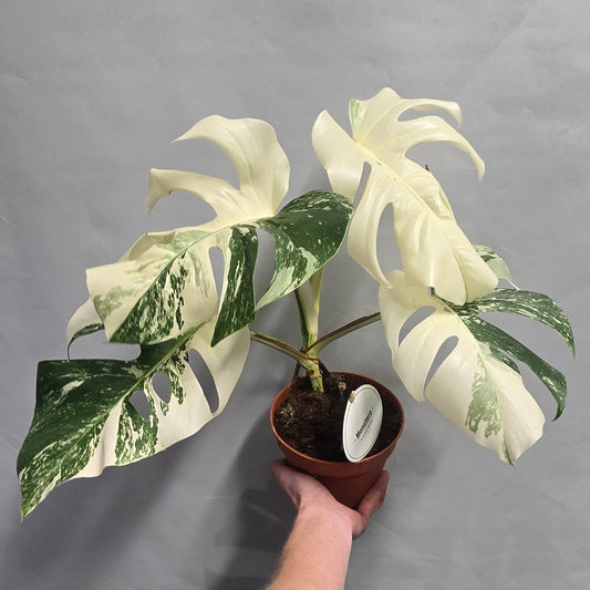 Monstera Albo Variegata - Super White