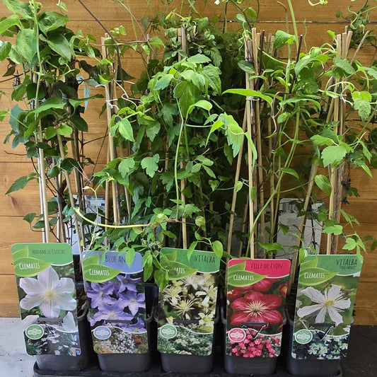 Clematis - Mixed Varieties